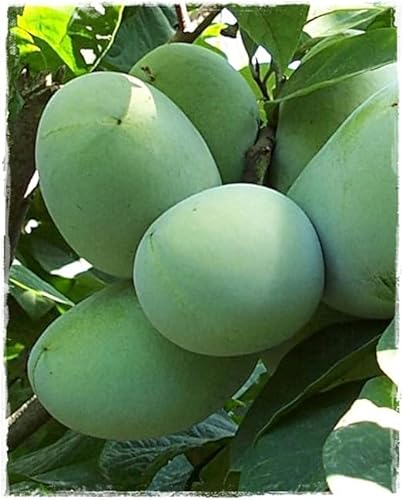 ASIMINA TRILOBA - Bergbanane 'SUNFLOWERS' im Topf - Höhe 70/80 cm