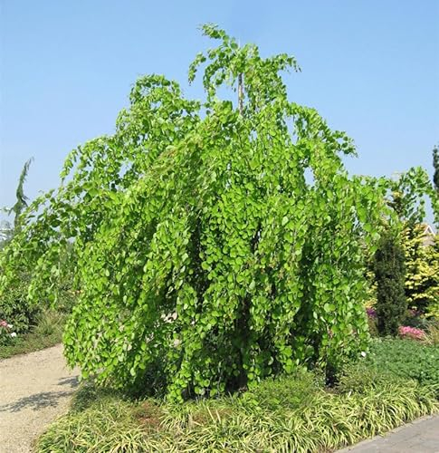 Hänge Judasblattbaum 125-150cm - Cercidiphyllum japonicum
