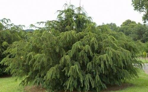 Taxus Baccata Tasso Comune Hardy Evergreen Tree - Siepe, altezza circa 50-60 cm, vaso da 10 litri