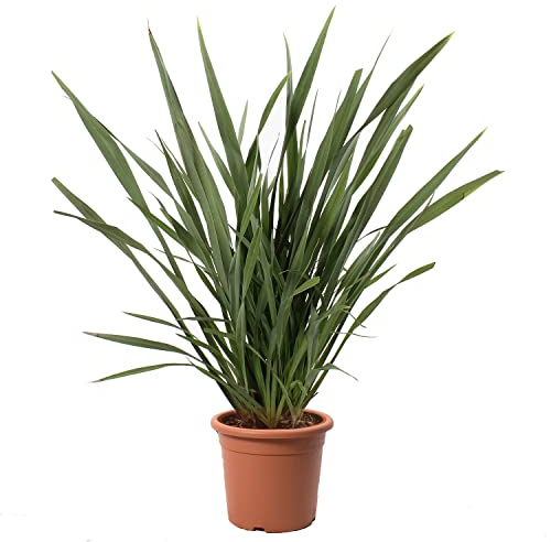 KENTIS - Phormium Tenax - Echte immergrüne Outdoor-Pflanzen - Winterharte Gartenpflanzen - H 125/150 cm Vaso Ø 30 cm