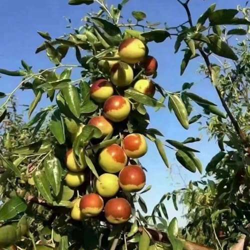 80 pcs chinesische jujube samen - Ziziphus jujuba - säulenobst, geschenke jujube baum kaufen zwergobstbäume, zimmerpflanze bonsai topf, winterharte pflanzen für balkon säulenobstbäume,