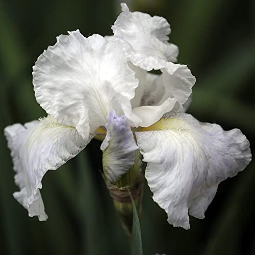 Schwertlilie Iris Pflanzen Winterhart Balkon Blumen Gartendeko FüR DraußEn Iris Blumenzwiebeln MehrjäHrig Winterhart Zierlauch Zwiebeln Gartenpflanzen Exotische Pflanzen Dekoblumen 10 Zwiebeln(Weiß)