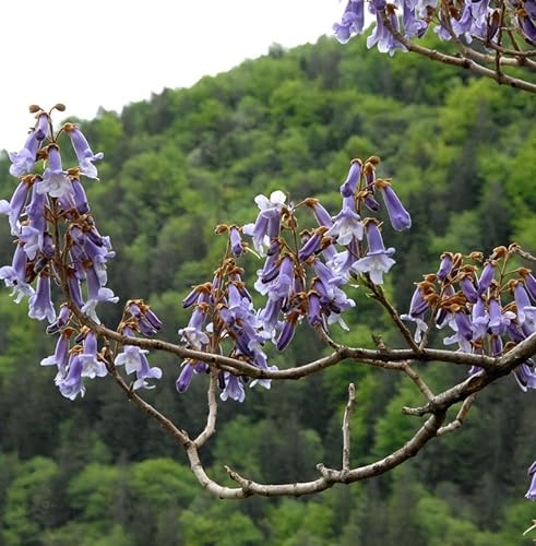 Blauglockenbaum Fast Blue® 100-125cm - Paulownia fortunei
