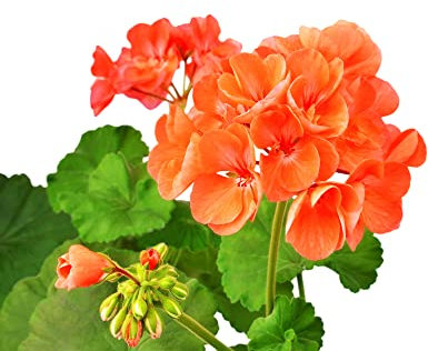 Geranium Plants, 'Orange', 12 x Plant Pack, Geraniums, Flowering Plants, Orange Geraniums, Flowers, Garden Ready and Ready to Plant, Summer Geranium, Premium Quality Flowers