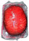 AKTOUR Pferde Spind Zubehör Escape-Room-Requisiten mit realistischem Herz, perfekt für die Schaffung eines spannenden furchterregenden Abenteuers Kinderzimmer Schreibtisch (Watermelon Red, One Size)