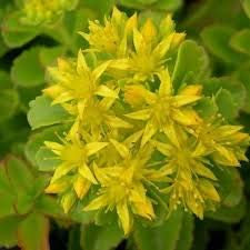 50 Fetthenne Sedum Flowr Samen gelb