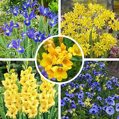 75 x Flower Bulbs in Blue & Yellow - Freesia, Anemone, Allium, Dutch Iris, Gladioli - Add Splash of Colour to Any Landscape - Perennials - Easy to Grow & Maintain - for Your Beautiful Garden