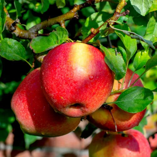1 x Dwarf Patio Braeburn Apple Tree in 5LPot Miniature Self-Fertile Crispy &Aromatic