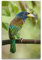 NIZIEE Vintage-Tierposter, Psilopogon Virens, großartiger künstlicher Specht, dekoratives Gemälde, Leinwand-Poster, 40 x 60 cm