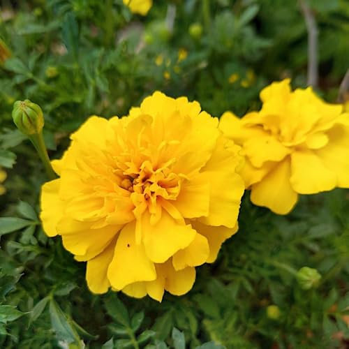 150 Graine Semence - Oeilet d'inde - TAGETE Jaune - Fleur Jardin - 236