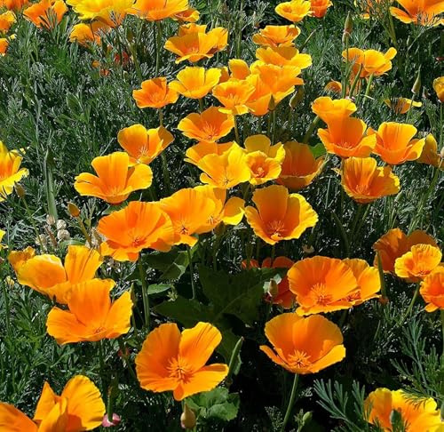Kalifornischer Goldmohn - Mohn - 3000 Samen