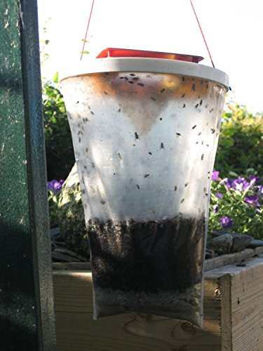 Venusfliegenfalle Fly Catcher