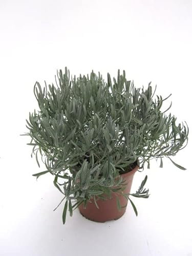 SMPLY. - Planta de lAVANDA - Altura: 20 cm - Maceta de 10 cm - Planta Aromática de Interior y Exterior - Ideal Huerto Urbano y Jardín - Cuidado Muy Fácil