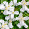 GardenersDream Clematis Grandiflora - Großblumige Kletterpflanzen Winterhart - Clematis Winterhart Mehrjährig Pflanze - Garten Pflanzen Weiß