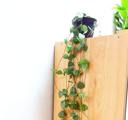 Ceropegia Woodii Silver Glory Plante en pot 8 cm Chaîne de cœurs