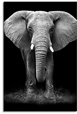 Paul Sinus Art Fotoleinwand 90x60cm Tierfotografie – Großer Elefanten von vorne schwarz weiß