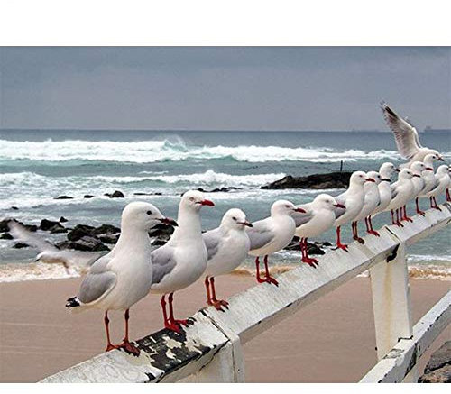 5D DIY Diamant Malerei Kits Voll Bohren Möwe Kinder Kristall Strass Mosaik Diamond Painting Art Kreuzstich Stickerei Craft 30x40cm