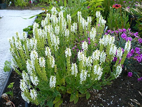 3 x Salvia nemorosa 'Sensation White®' (Ziergras/Gräser/Stauden/Winterhart) Steppen-Salbei