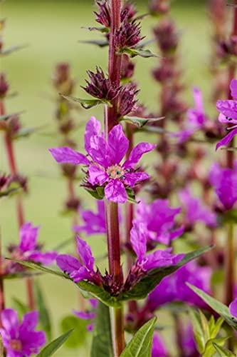 Lythrum salicaria ca. 9x9 cm Topf - Blutweiderich, purpurrote Blüten, Blütezeit Juni-August, ideal für Teichränder, bienenfreundlich, pflegeleicht
