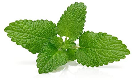 Herb Plants, 'Lemon Balm', 1 x Full Plant in a 9cm Pot, Lemon Balm Plants, Garden Ready and Ready to Plant, Premium Quality Herbs