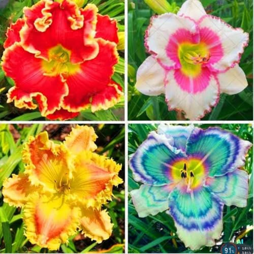 Taglilien zwiebeln,Winterhart mehrjährig,hemerocallis pflanzen,Taglilien,taglilien zwiebeln winterhart mehrjährig,taglilien rhizome,gross blumige taglilien,hemerocallis Knollen.-3zwiebeln-A