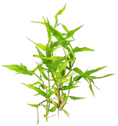 FLORTATICA ¦ Murdannia Keisak Live Aquarium Plants Tropical Fish Tank Shrimp Safe Snail Free (5)