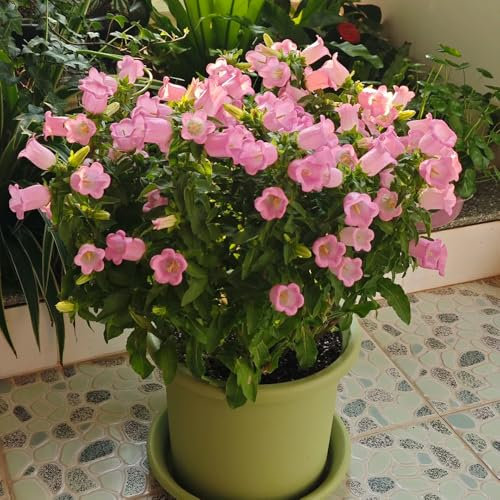 Semi di campanula - Campanula media piante resistenti per il giardino, bellissime piante in vaso piante da appartamento, fiori da piantare piante da balcone, fiori da giardino piante 300pcs