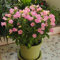 Semi di campanula - Campanula media piante resistenti per il giardino, bellissime piante in vaso piante da appartamento, fiori da piantare piante da balcone, fiori da giardino piante 300pcs