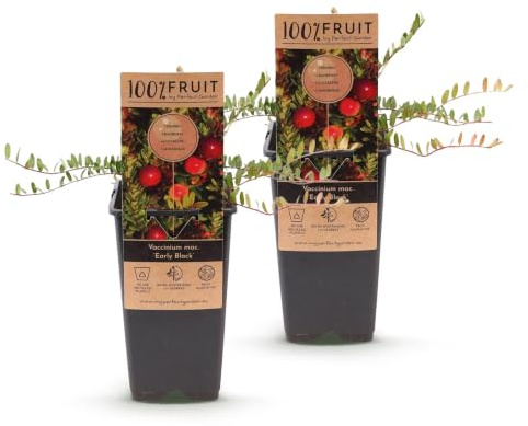 Green boutiQ - Obstpflanze - Vaccinium mac. Early Black - Cranberry - Winterhart - Blaubeere - 2 Pflanzen - Topf 15cm - Höhe 50cm