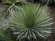 stricta Agave HARDY AGAVE SEMI esotiche!