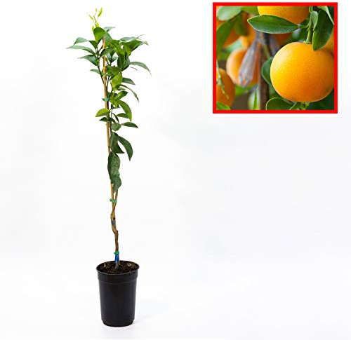 Naranjo - Variedad NAVELINA - Plantón de 1 metro de Altura - PLANTA VIVA (1 unidad)