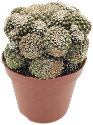 Fangblatt - Sulcorebutia heliosoides - rosa blühender Kaktus im Ø 9 cm Topf - exotische Sukkulente