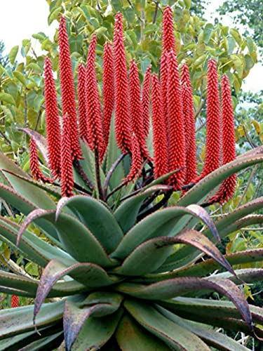 Aloe Ferox Red Aloe Bitter Aloe Tree 5 fresh seeds