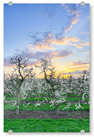 artboxONE Acrylglasbild 90x60 cm Natur Apfelbäume am Niederrhein - Bild apfelbäume apfelbäume blüten