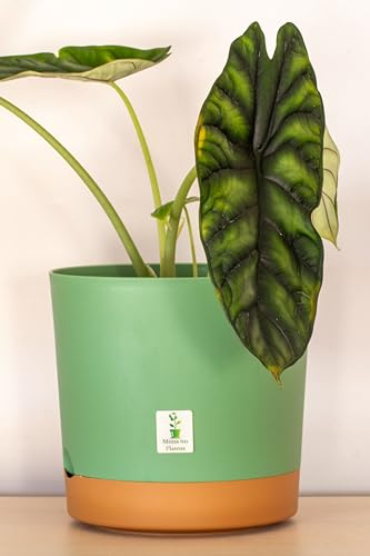 Mima Tus Plantas Macetero con Plato Incluido (25 cm x 24 cm x 21.5 cm, Verde)