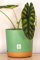 Mima Tus Plantas Macetero con Plato Incluido (25 cm x 24 cm x 21.5 cm, Verde)