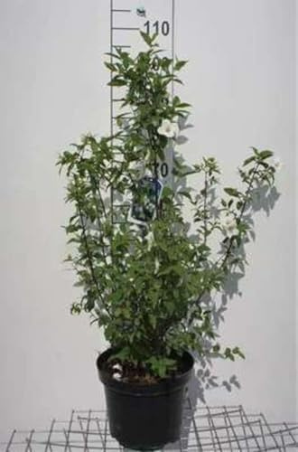 Philadelphus 'Belle Etoile' - Seringat 'Belle Etoile', Jasmin Des Poètes 60-80 cm en pot