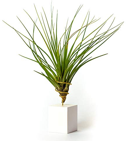 PLANDAIRE Tillandsia Tricolor IR Pflanze ohne lebende Erde – Tillandsien echte Pflanzen – Zimmerpflanzen natürlich Tillandsia echte Pflanze Luftpflanzen (inklusive Werkzeug) (weiß)