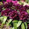 Großblumige Rhododendron Dramatic Dark 30-40cm - Alpenrose