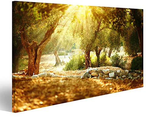 islandburner, Bild auf Leinwand Olivenbäume Garten. Mediterraner Olivenhain mit altem Olivenbaum Wandbild Leinwandbild Kunstdruck Poster 80x40cm
