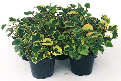 POWERS TO FLOWERS - EDERA, HOUTTUYNIA, 7 PIANTE vaso 12cm, piante vere
