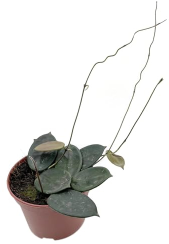 Fangblatt - Hoya vangviengiensis - dunkle Porzellanblume/Wachsblume - pflegeleichte Zimmerpflanze für Ihr Zuhause
