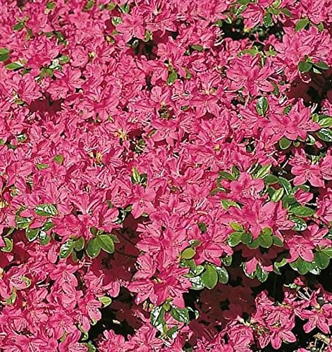 Japanische Azalee Kermesina 20-25cm - Rhododendron obtusum - Zwerg Alpenrose