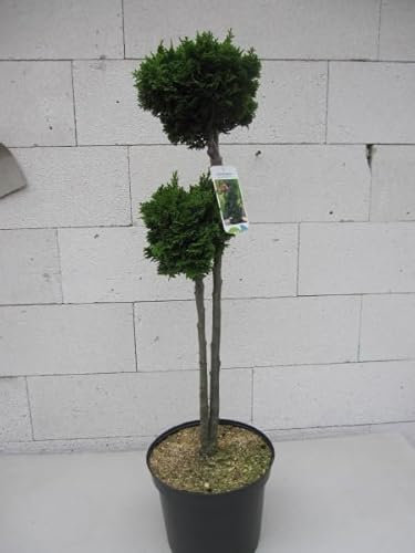Doppelter Hochstamm - Chamaecyparis obtusa Nana Gracilis - Zwerg-Muschel-Zypresse