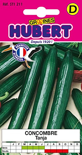 25 Graines de Concombre Tanja | Non traitées, Fruits 30-35cm, Sans amertume, Très productive