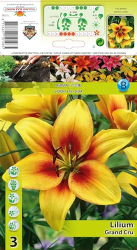 Lilienzwiebeln : Lilium asiatica Asiatische Lilie Grand Cru 1 Blumenzwiebeln