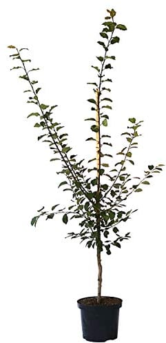 Mirabelle von Nancy aromatisch süße historische Sorte Mirabellenbaum Buschbaum 110-140 cm 10 Liter Topf St.Julien A