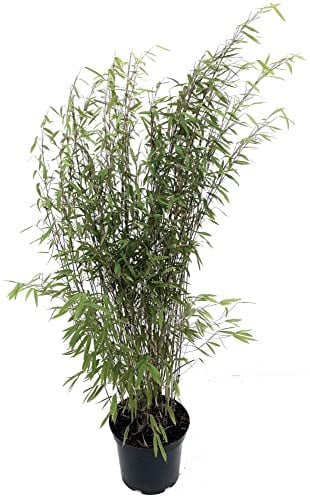 Bambus Fargesia nitida 'Black Pearl' 7,5 Liter Topf, Höhe 80-100 cm