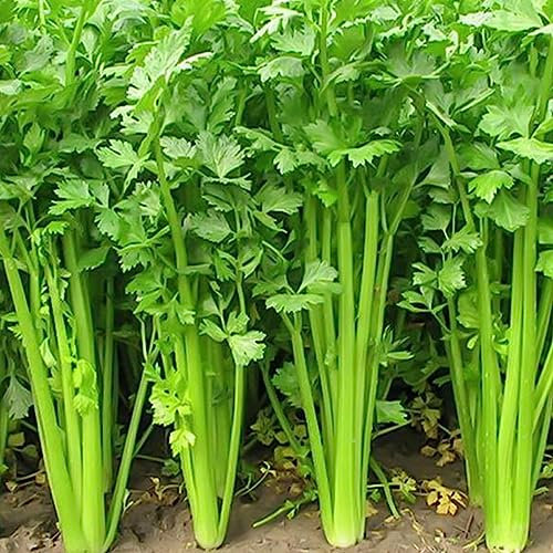 Luojuny Semi di erbe di levistico, 100 Pz/borsa Semi di erbe di levistico Perenne Pianta facile Semi di amaranto naturale georgico verde per giardino semi di sedano