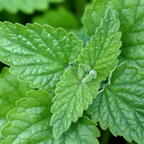 Vivai le Georgiche - Pianta vera di Nepeta cataria herba Gatta, Gattaia - vaso Ø 10 cm